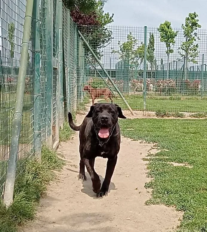 Argo, cane Corso in adozione a Pavia - foto 5