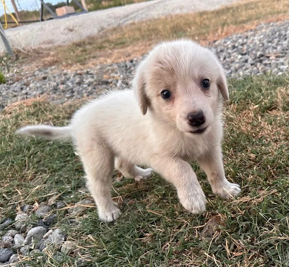 Aurora, cane Meticcio in adozione a Crotone - foto 4