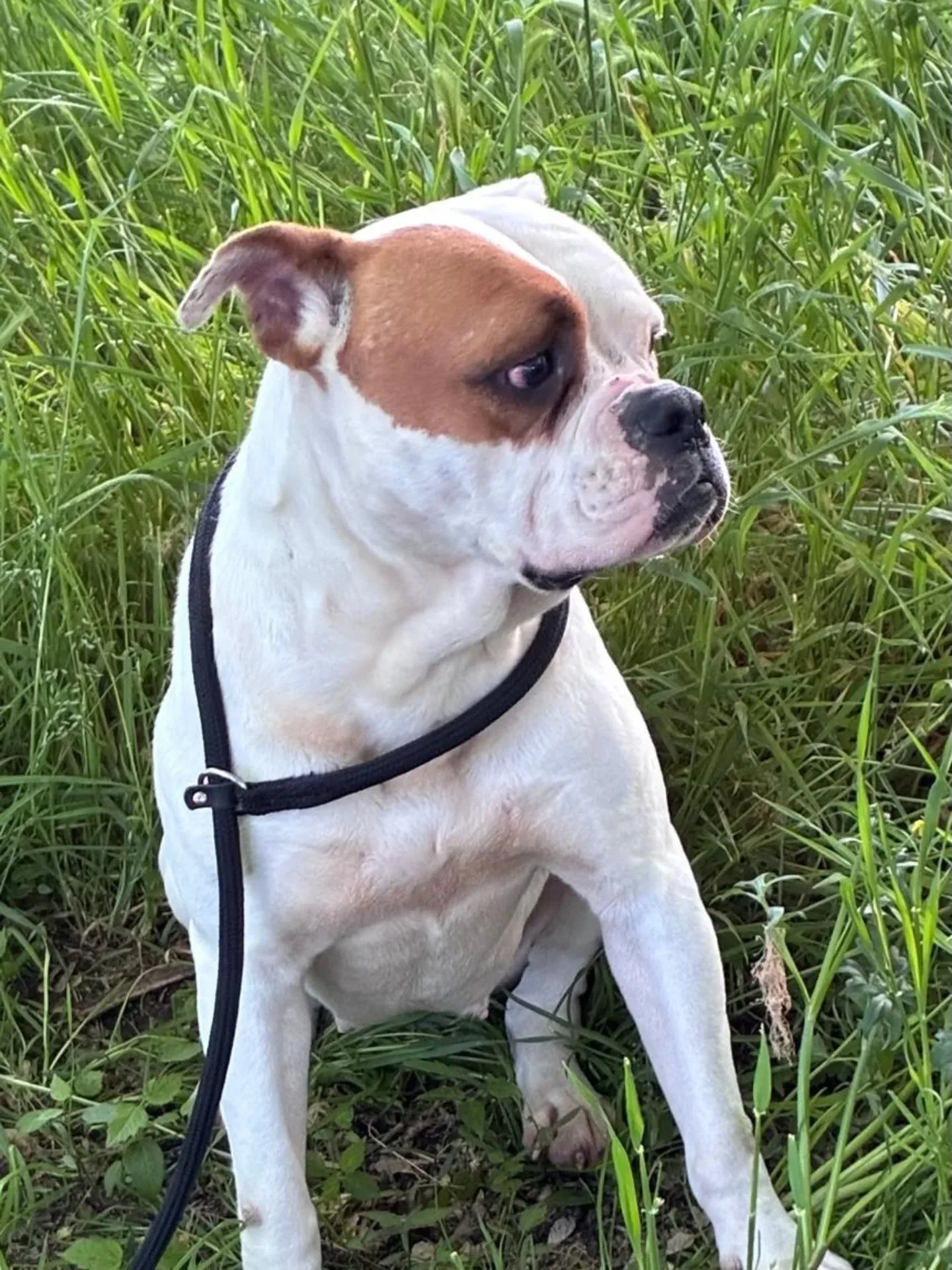 Emma, cane American Bulldog in adozione a Latina - foto 2