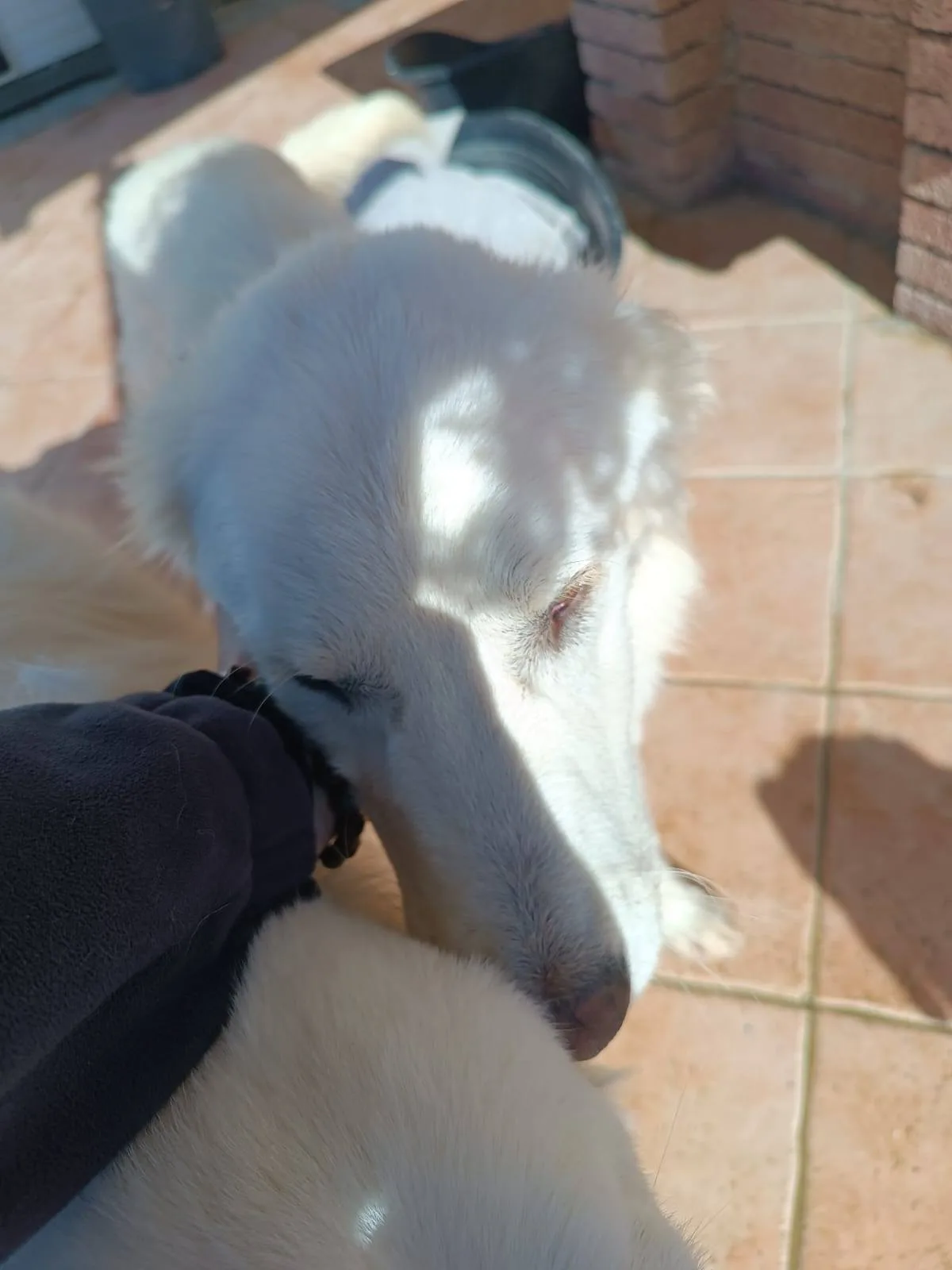 Giulia, cane meticcio in adozione a Latina - foto 4