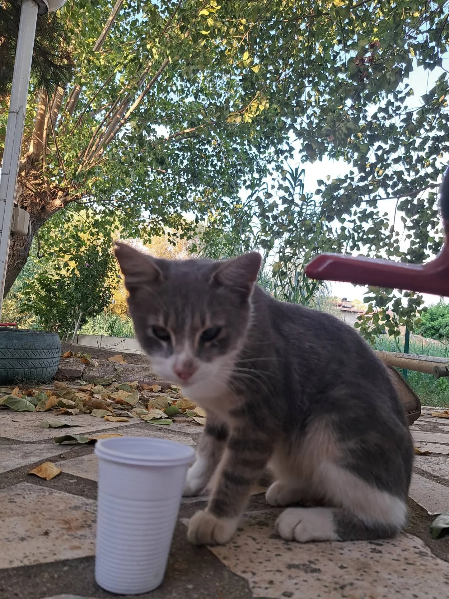 Luna, gatto Europeo in adozione a Catanzaro - foto 4