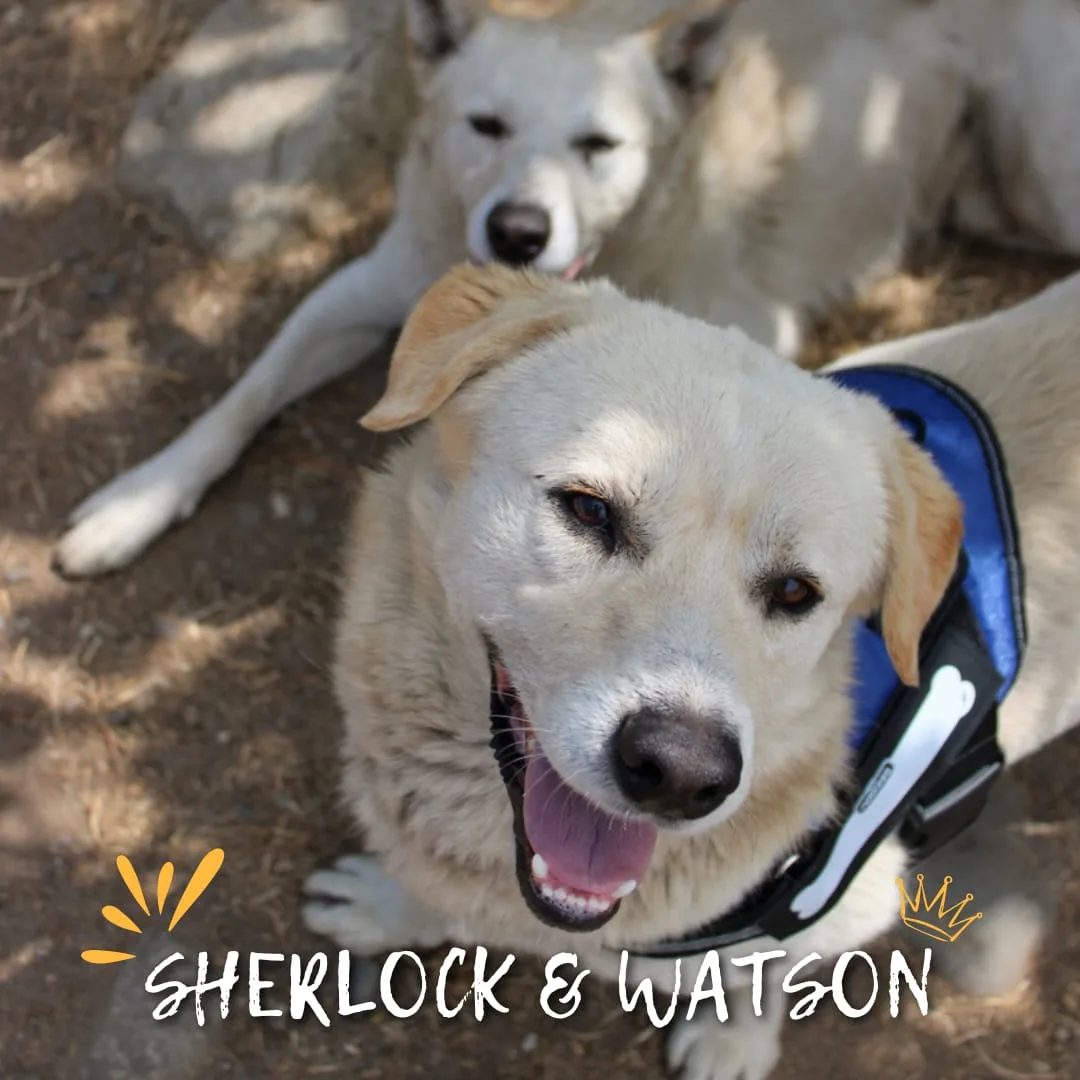 Sherlock & Watson, cane Meticci in adozione a Crotone