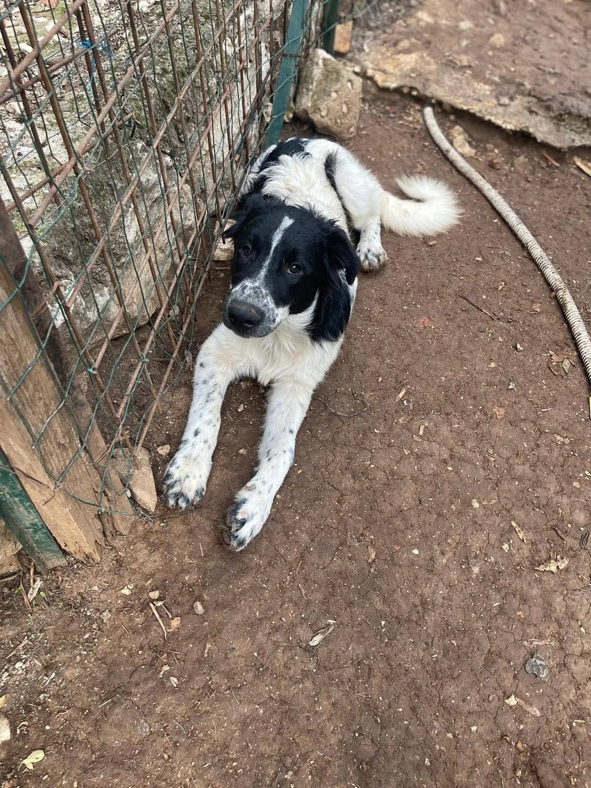 Zorro, cane meticcio in adozione a Latina - foto 1