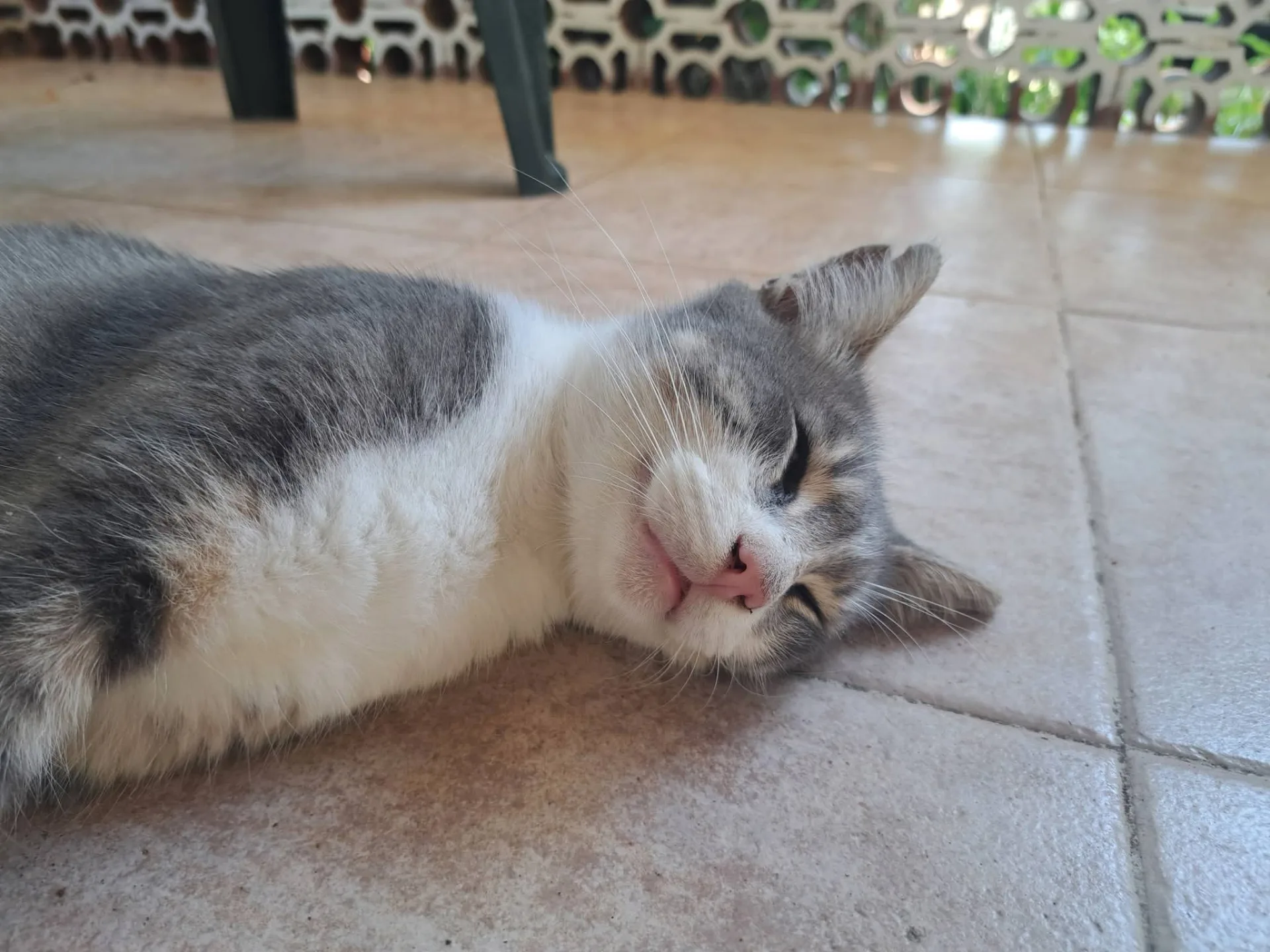 Luna, gatto Europeo in adozione a Catanzaro - foto 2