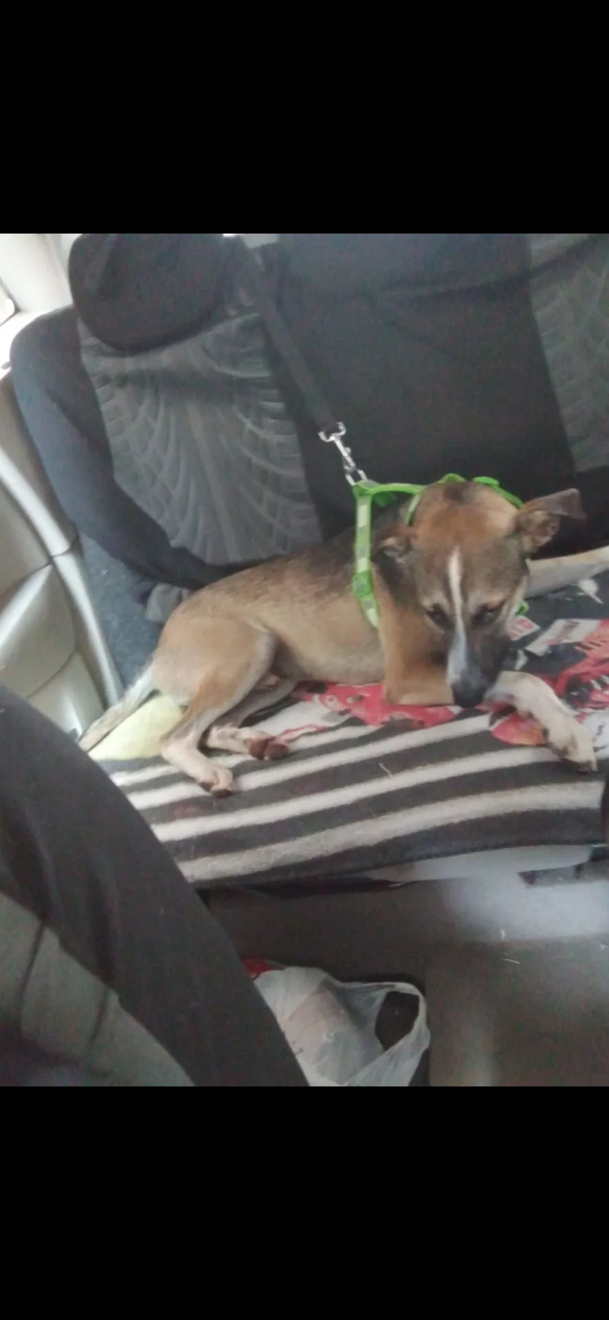 Jason, cane Meticcio in adozione a Napoli - foto 2