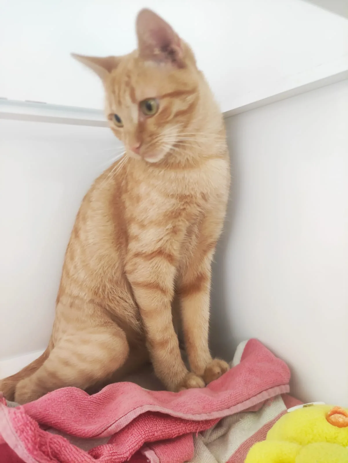 Agosto, gatto EUROPEO in adozione a Bari - foto 4