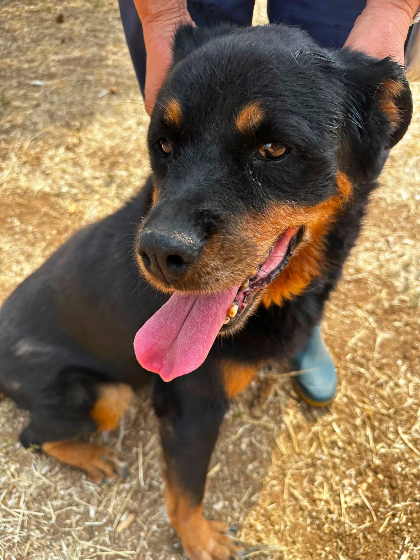 Aurora, cane simil rottweiler in adozione a Bari - foto 3