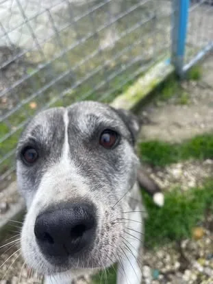 Mamy, cane meticcio in adozione a Latina - foto 5