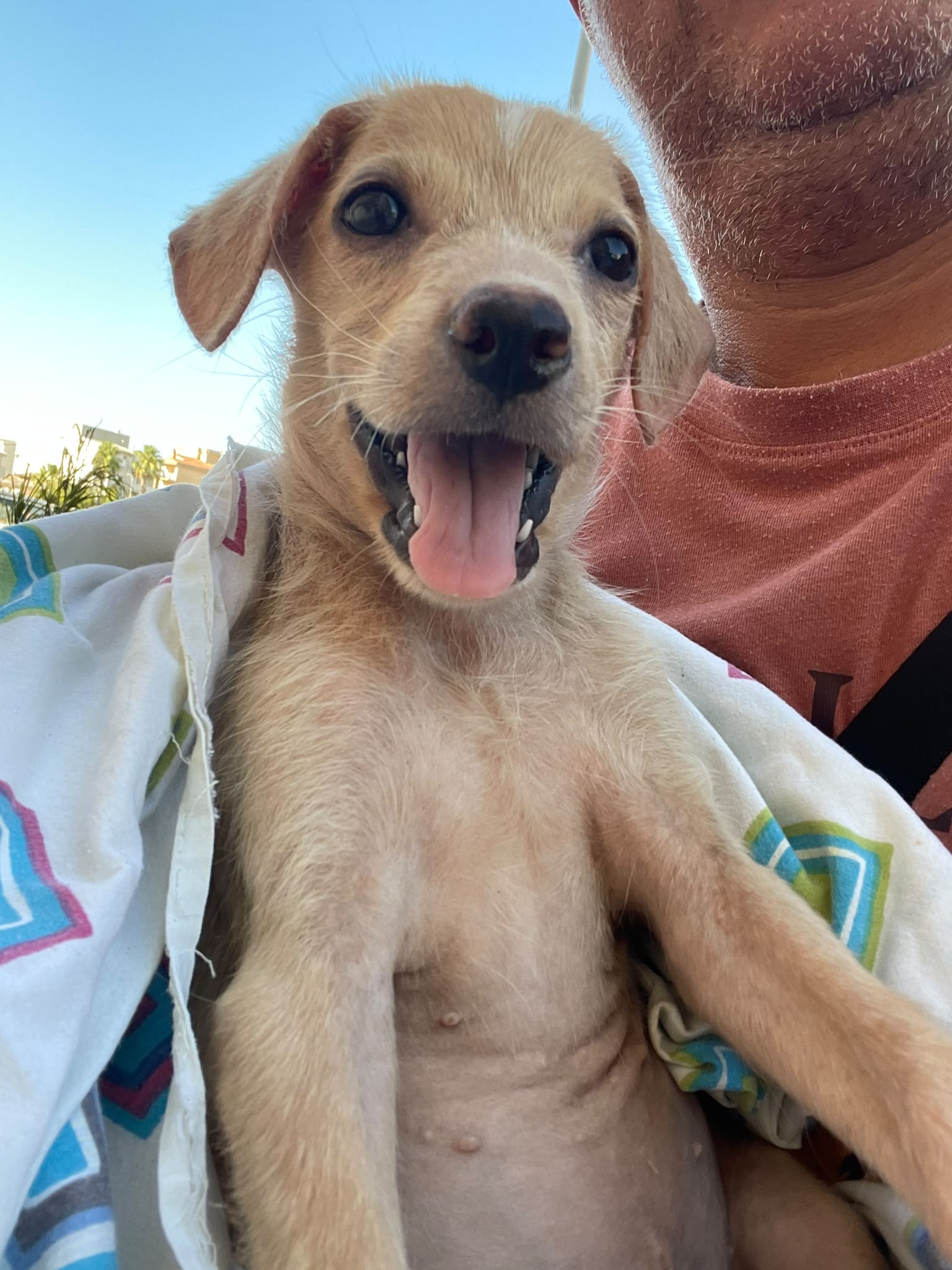 Foto 2 di Gaia, cane  in adozione
