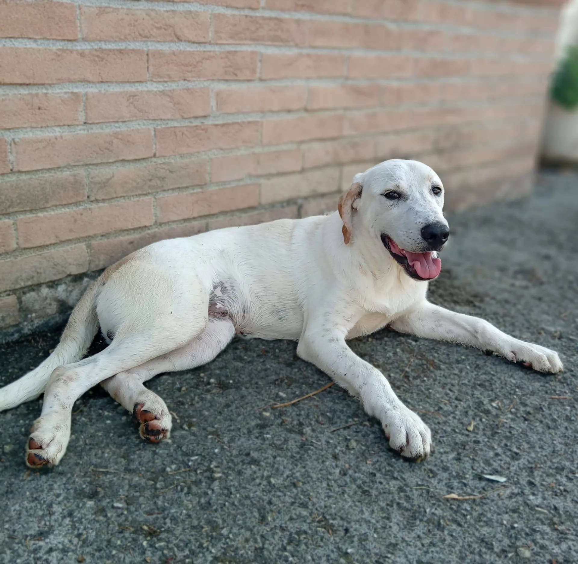 Roby, cane meticcio in adozione a Latina - foto 4