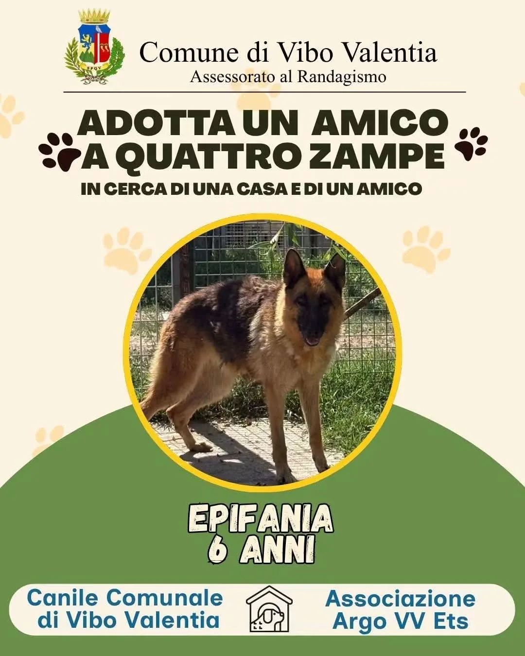 Epifania, cane Pastore tedesco in adozione a Vibo Valentia