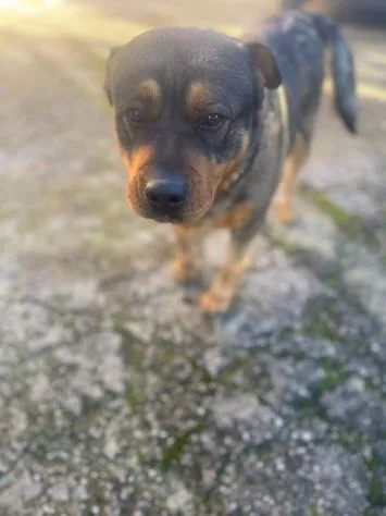 Kelly, cane meticcio in adozione a Latina - foto 5