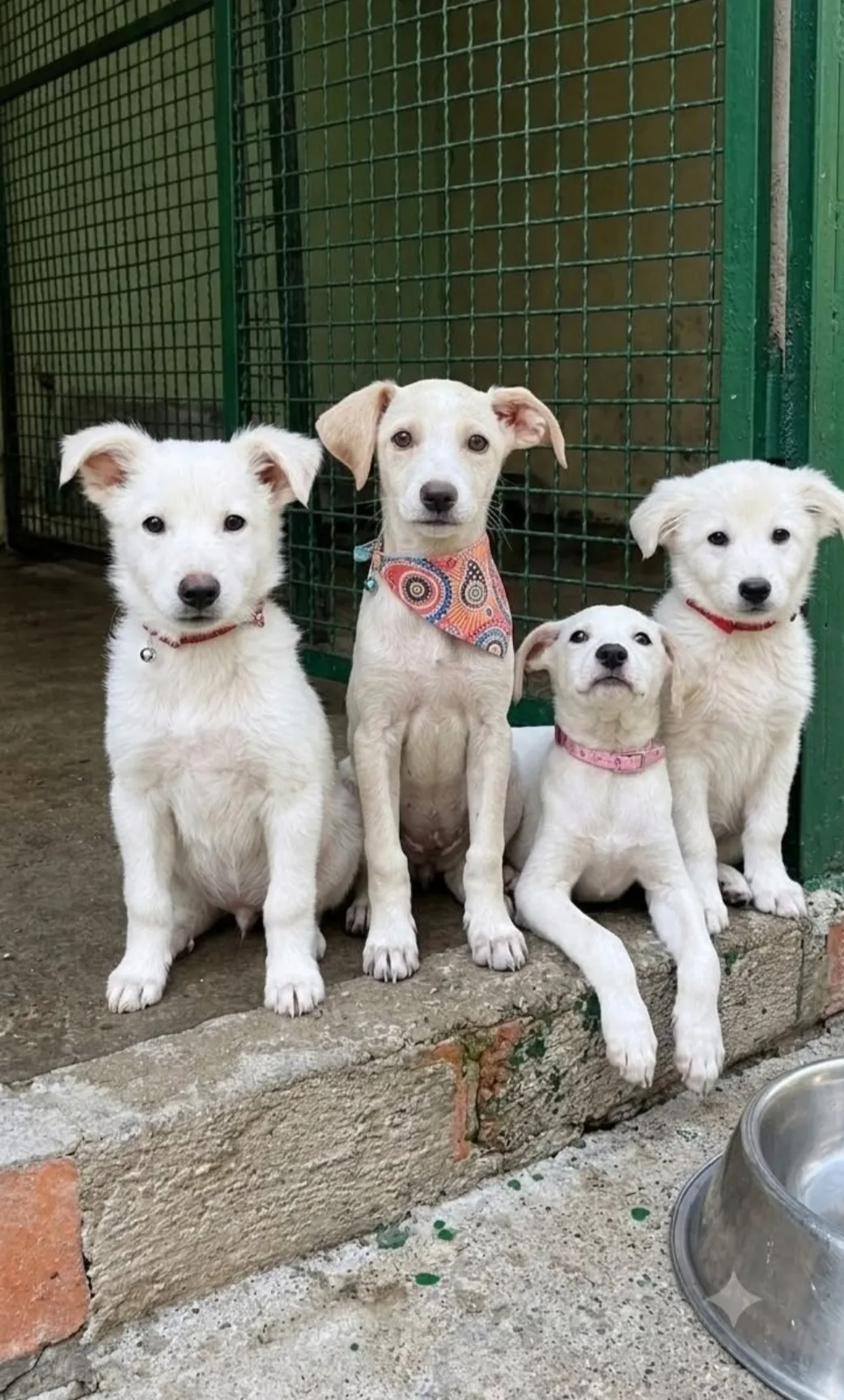 Cara, cucciola,Carla cocca, cane in adozione a Catanzaro - foto 1