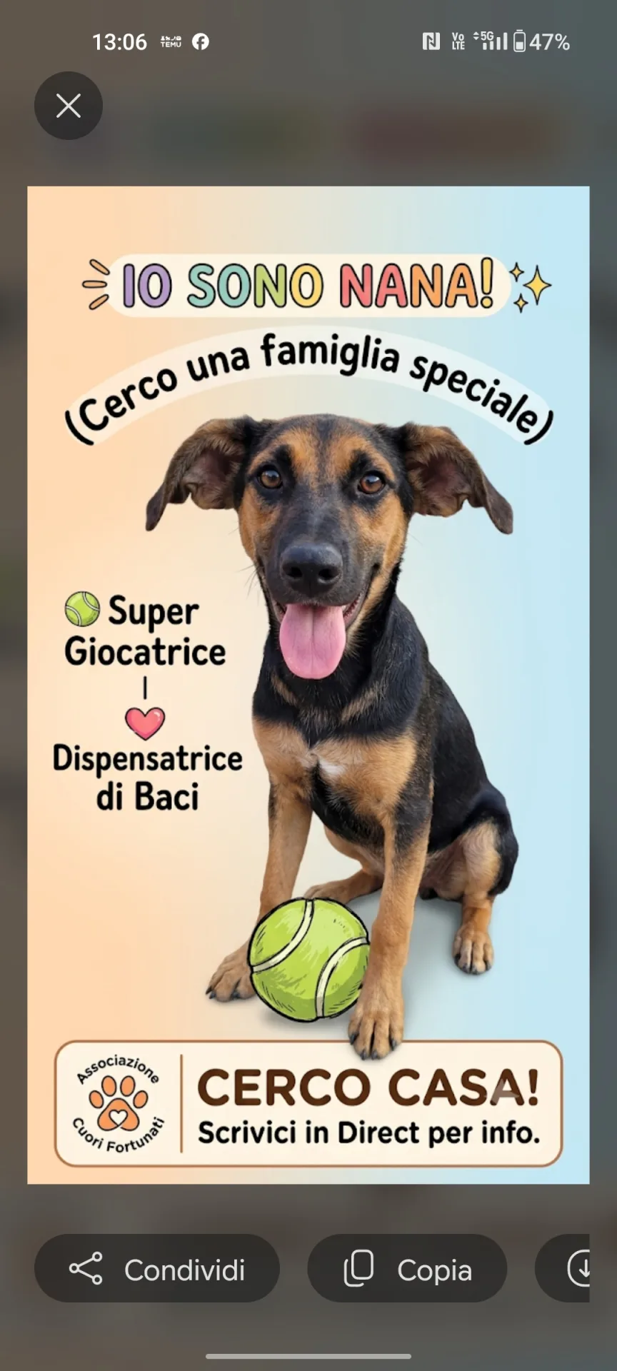Nana, cane Meticcio in adozione a Palermo - foto 1