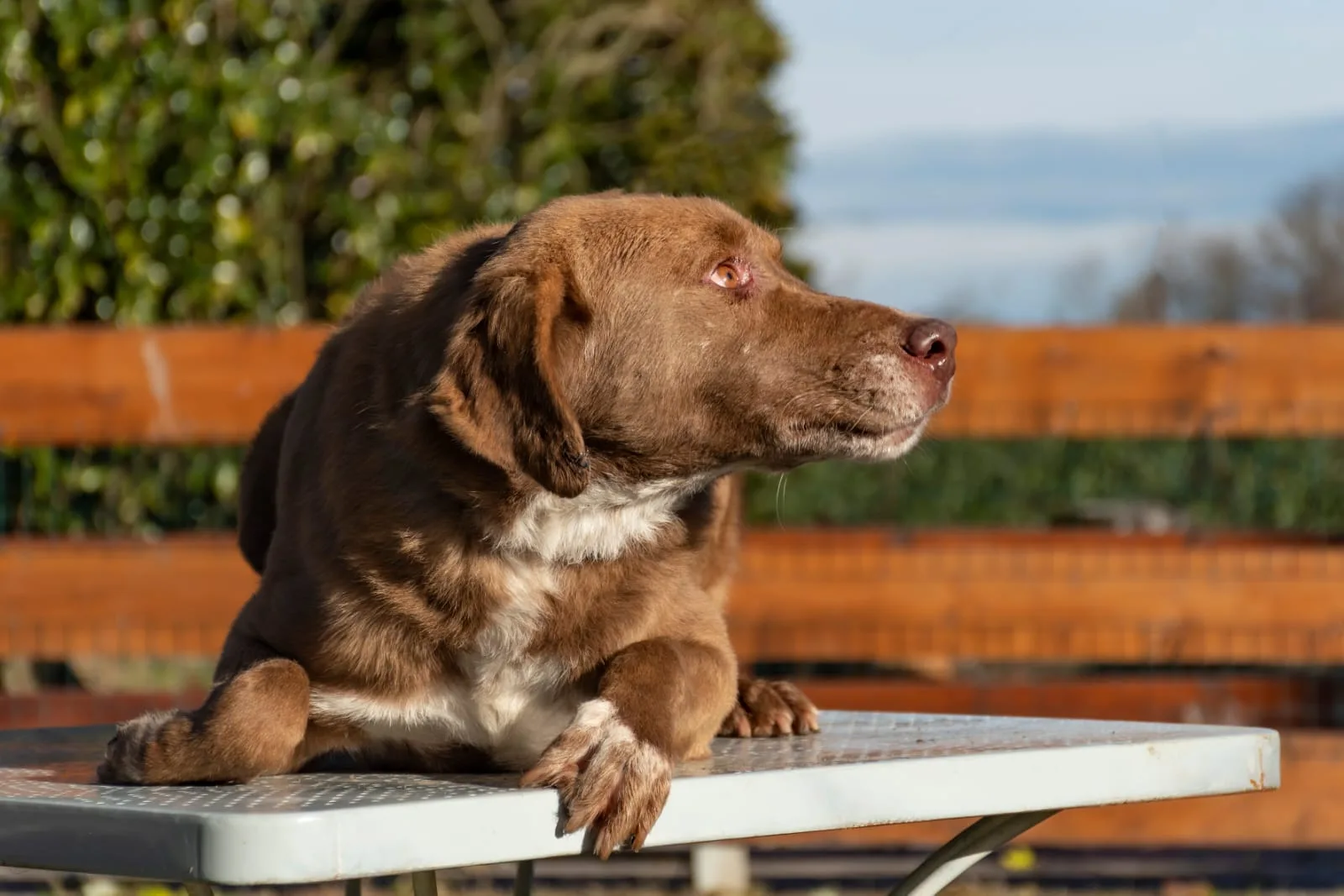 Balto, cane Meticcio in adozione a Pavia - foto 5
