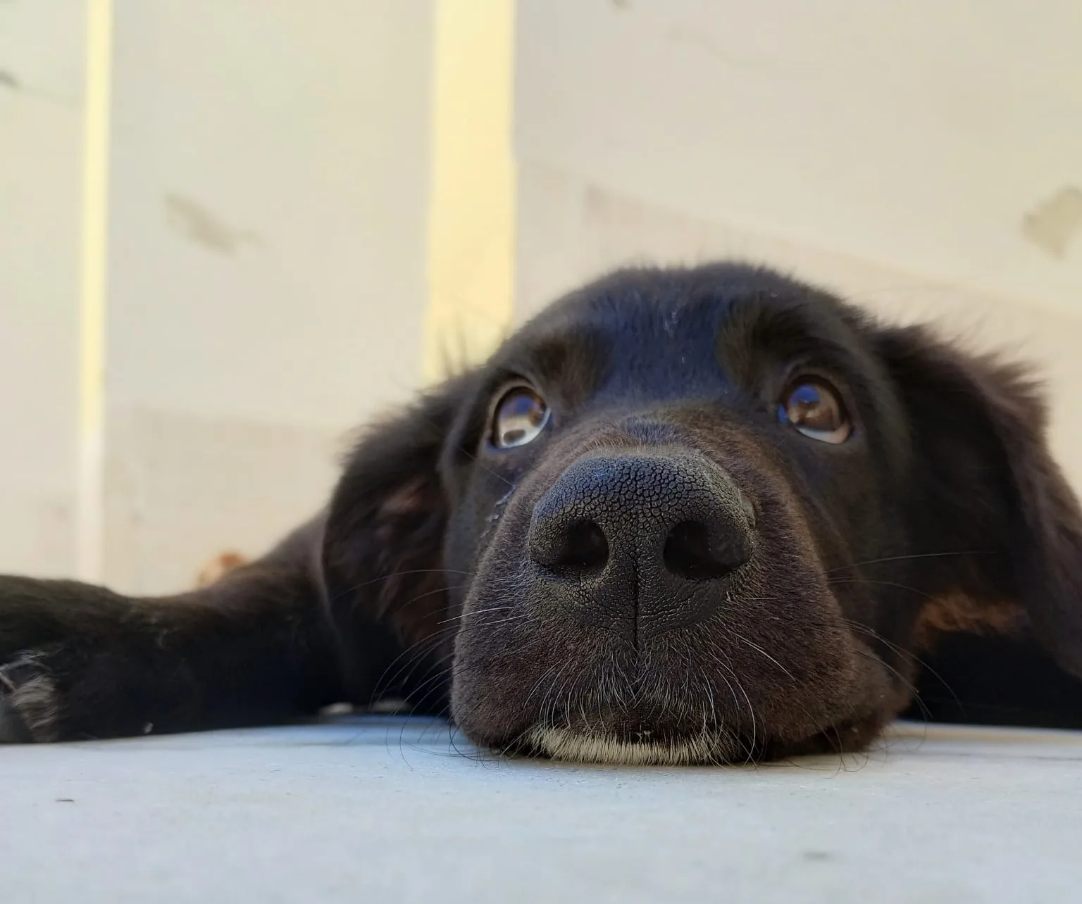 KURT, cane Meticcio in adozione a Taranto - foto 4