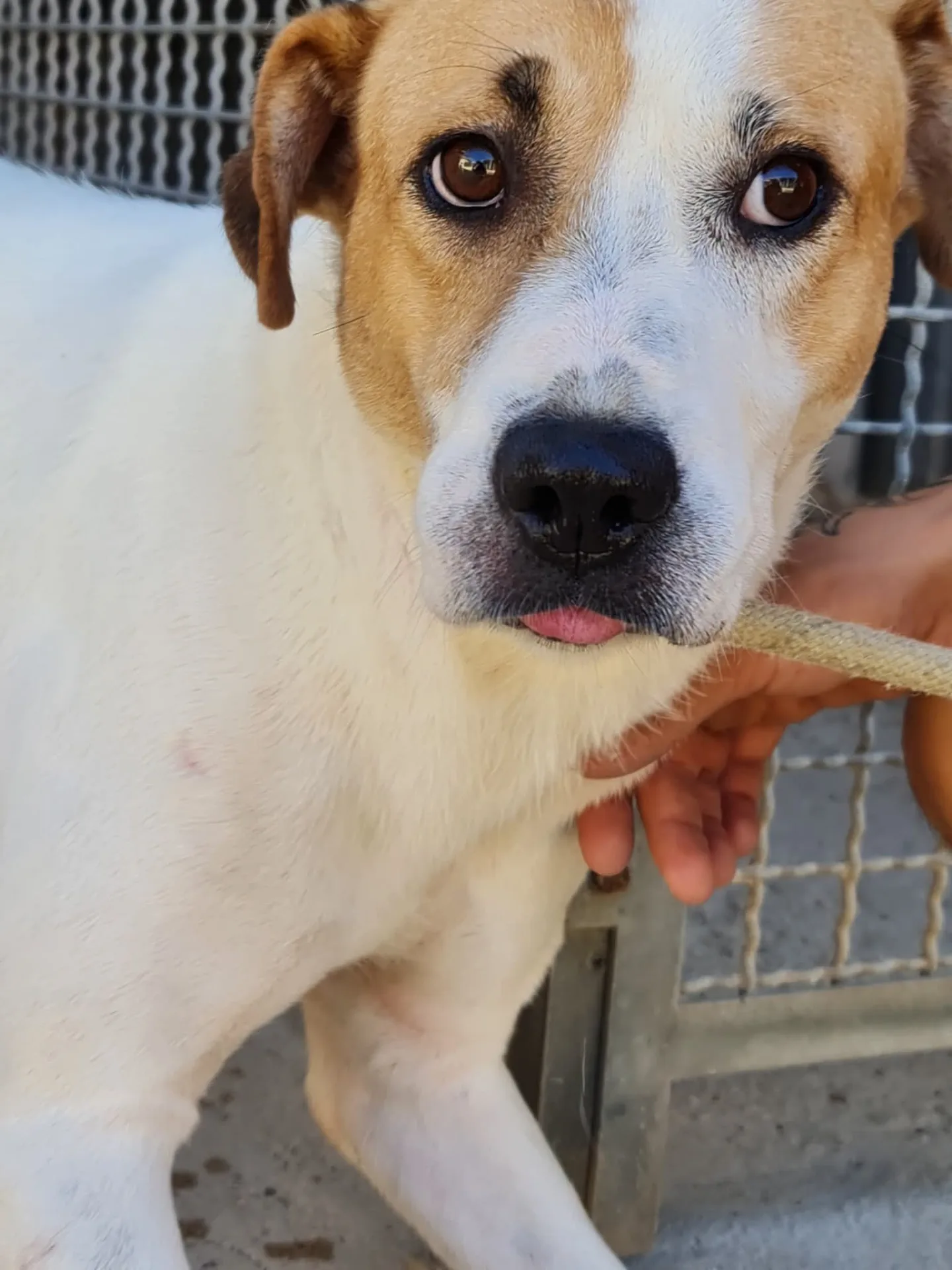 Fiore, cane Meticcio in adozione a Trapani - foto 5