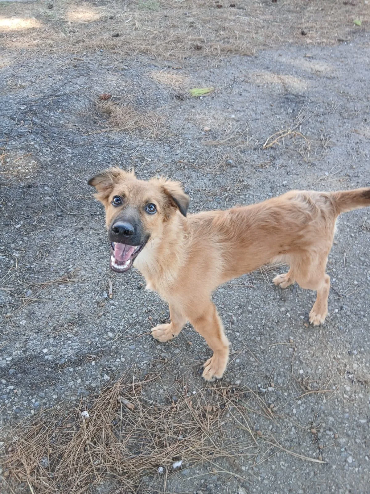 Bergamotto, cane Meticcio in adozione a Crotone - foto 4