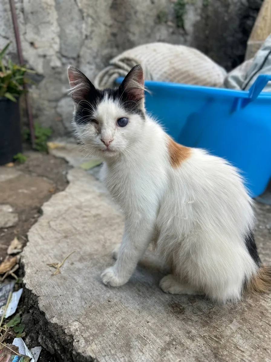 Bianca, gatto Meticcio in adozione a Catania - foto 2