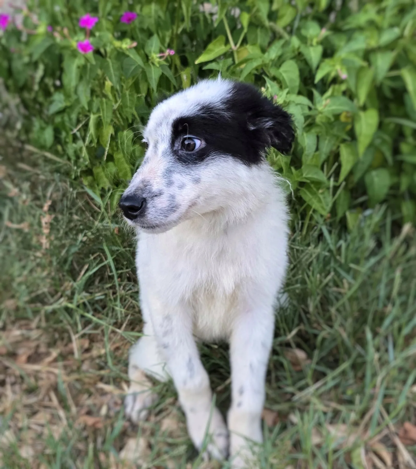 Romolo, cane Meticcio in adozione a Crotone - foto 3