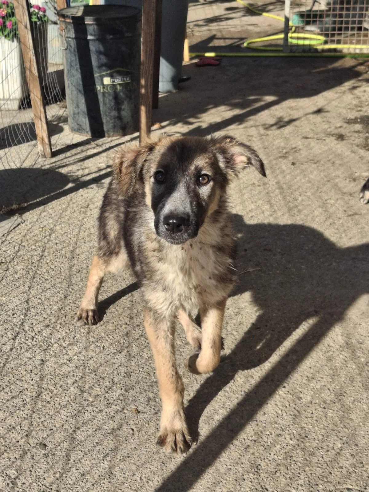 Aurelia, cane Meticcio in adozione a Crotone - foto 5