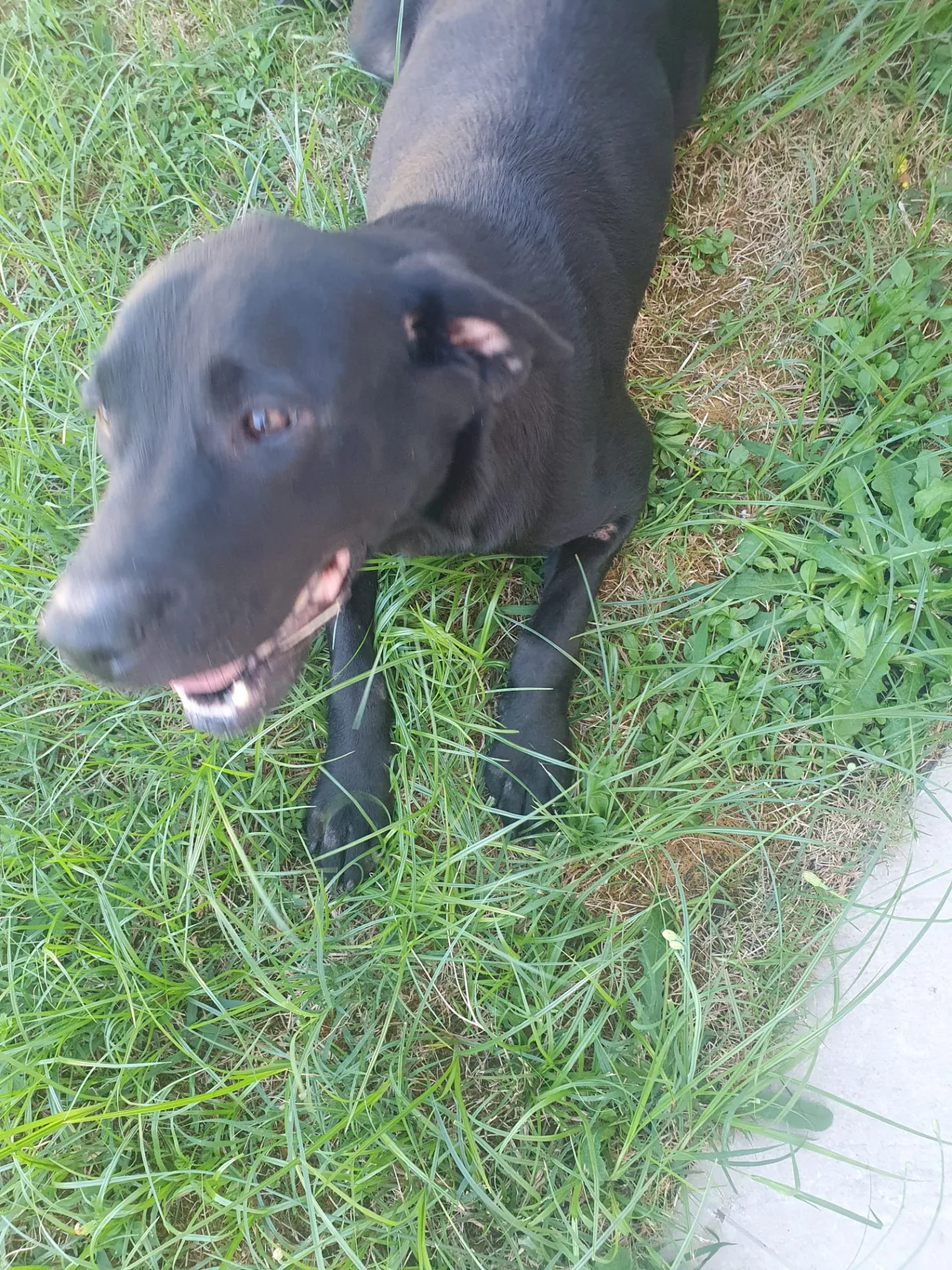MARGOT, cane meticcio in adozione a Latina - foto 3