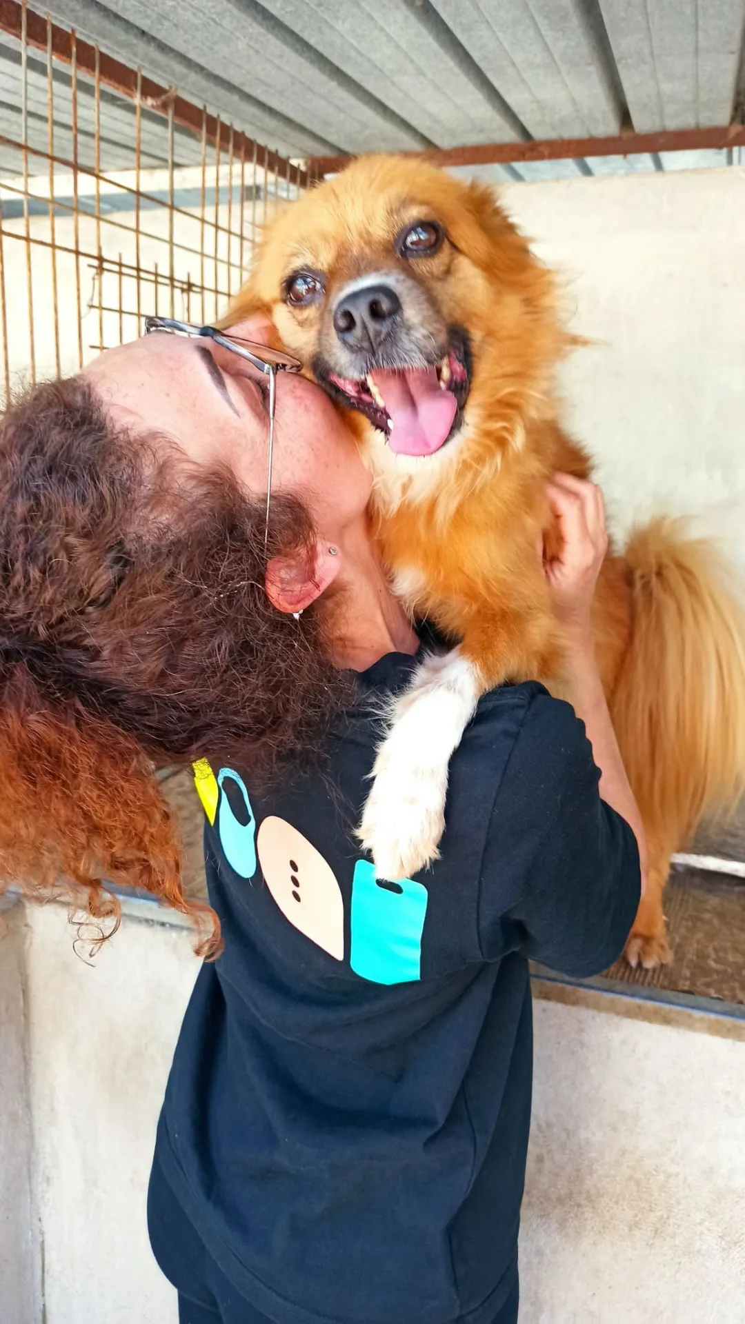 Thor, cane Volpino in adozione a Bari - foto 3