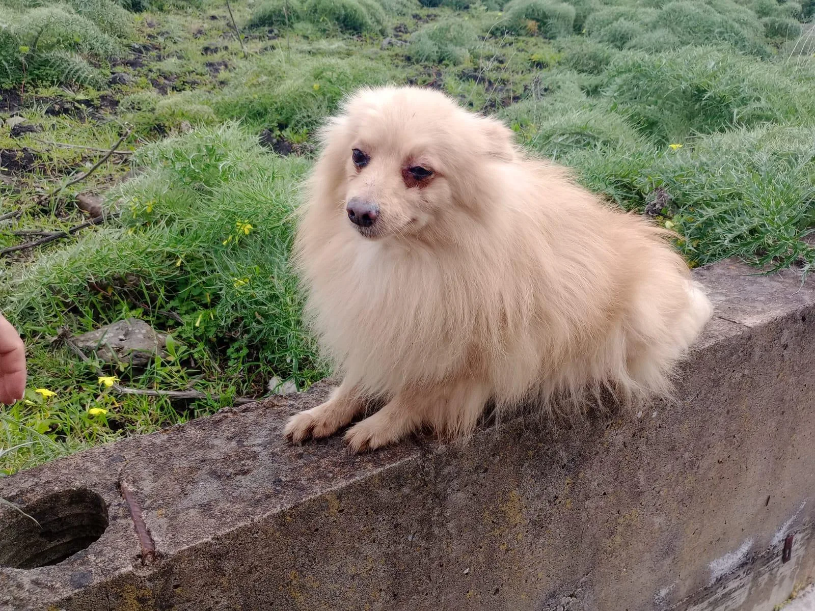 Spillo, cane Spitz tedesco nano in adozione a Siracusa - foto 2