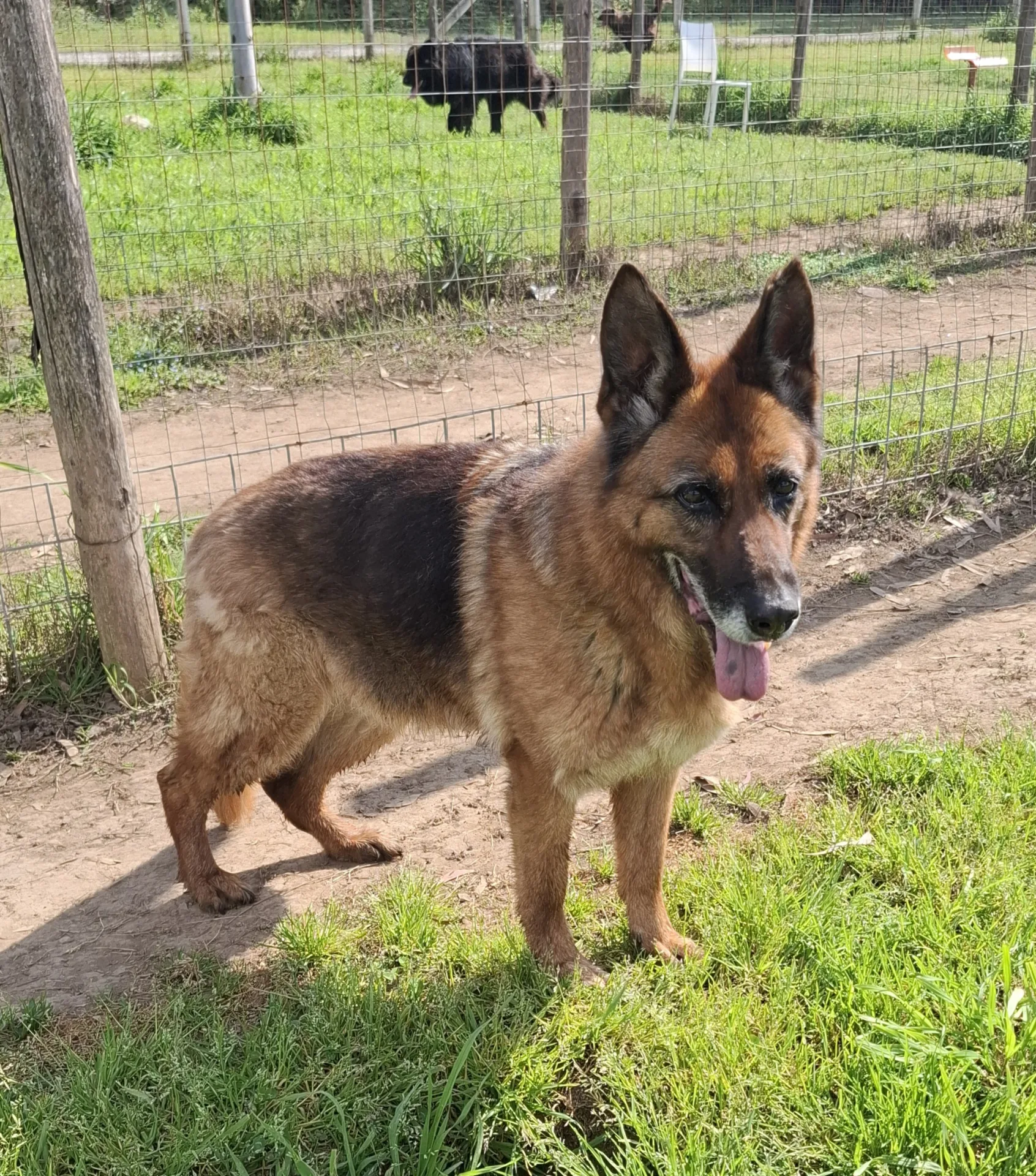 Nora, cane Pastore tedesco in adozione a Napoli - foto 4