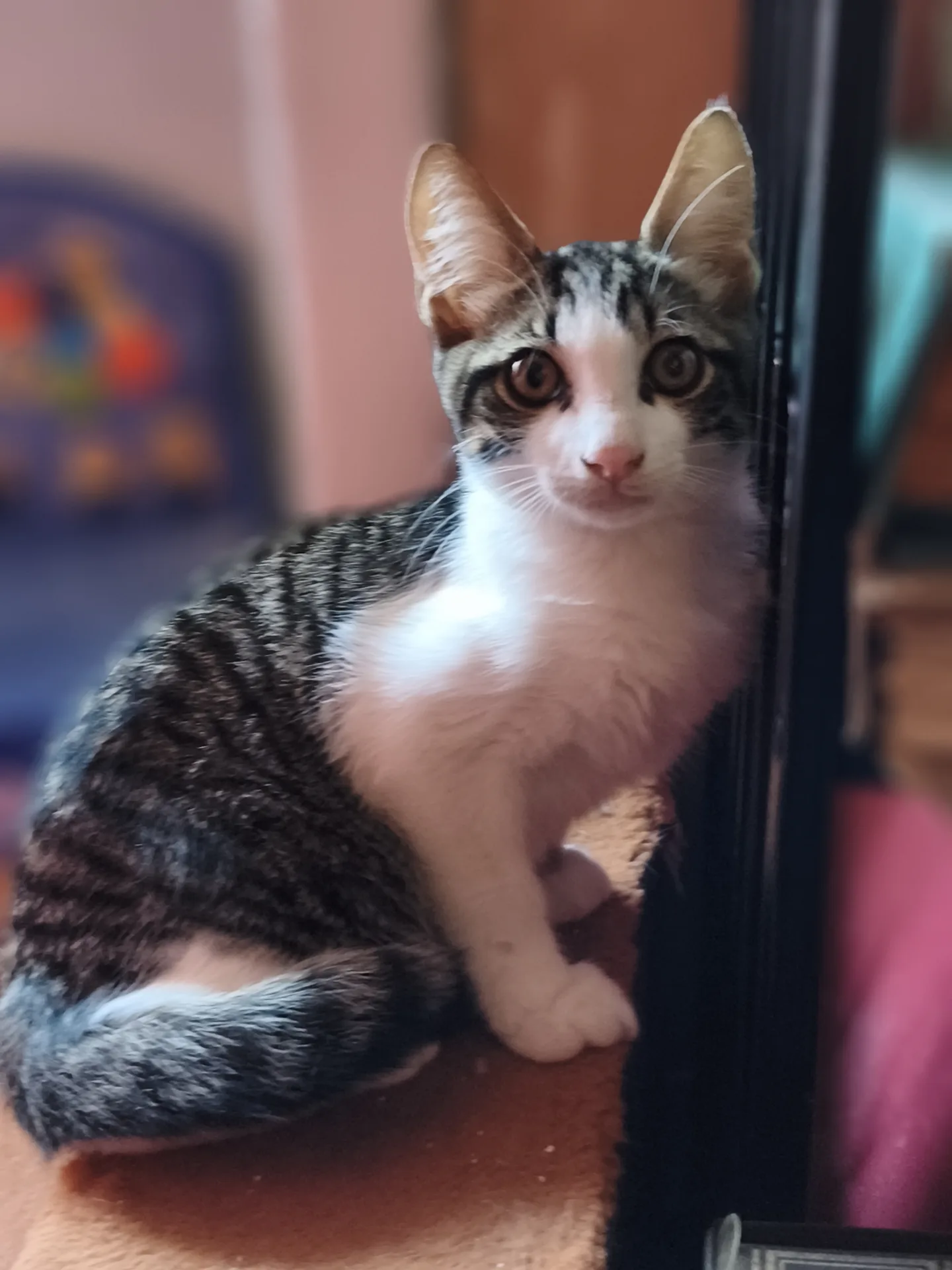 Biscotto, gatto Europeo in adozione a Latina - foto 2