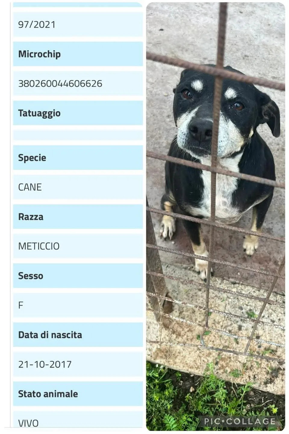 Nena, cane Meticcio in adozione a Siracusa