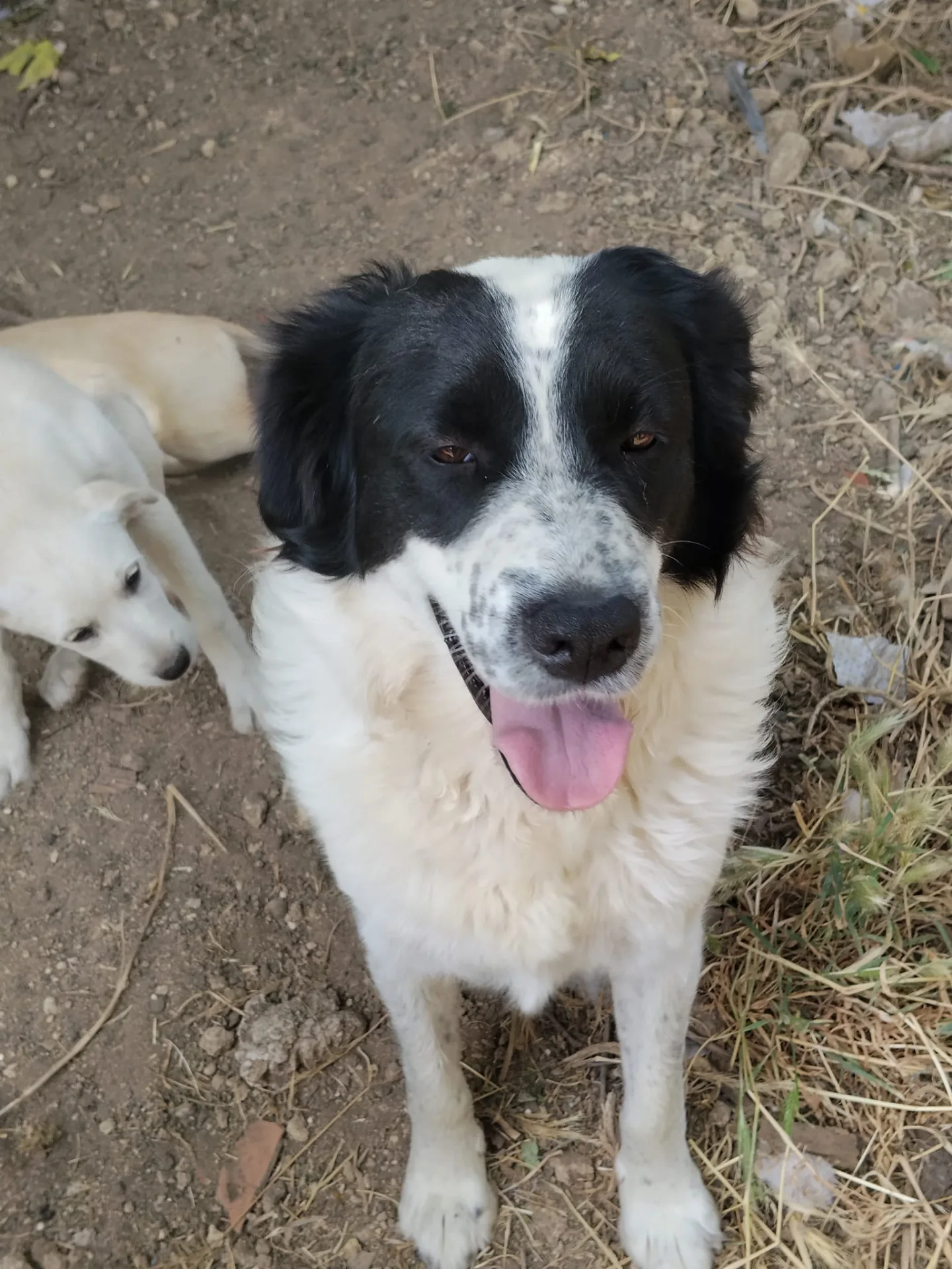 Clara, cane Meticcio in adozione a Trapani - foto 2