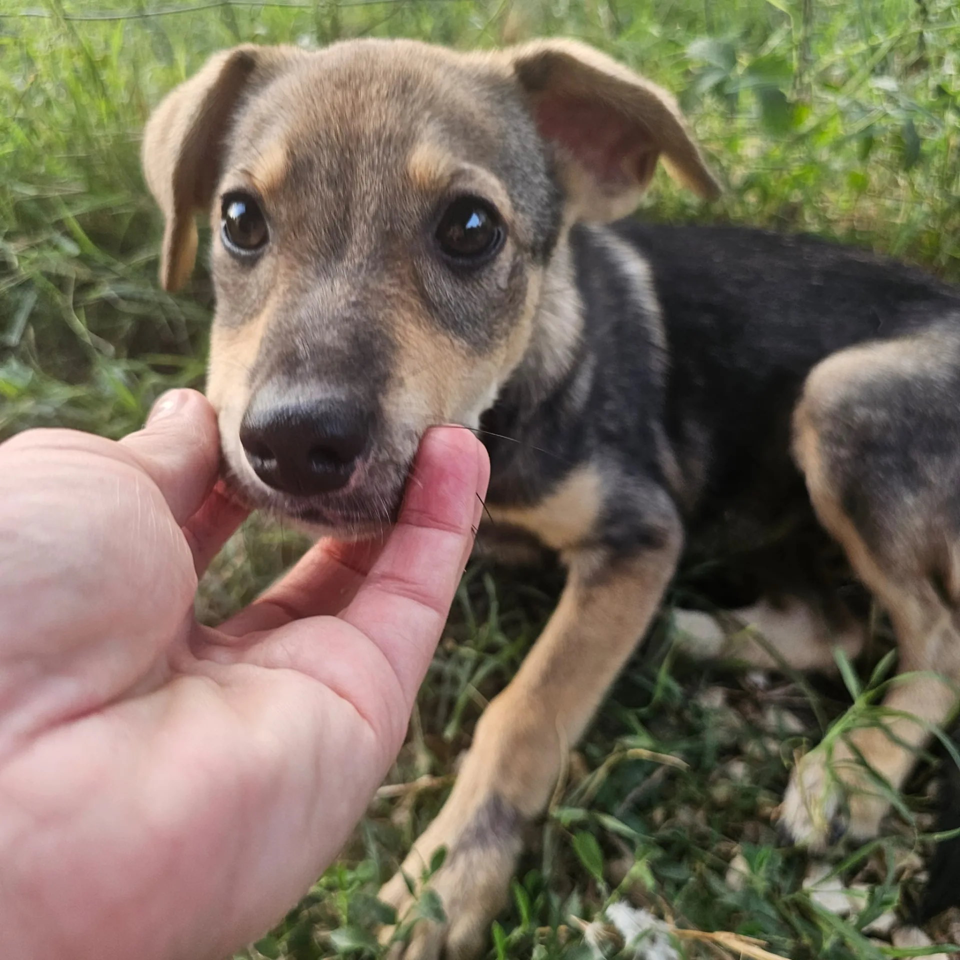 Agostina, cane Meticcio in adozione a Frosinone - foto 4