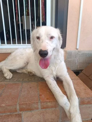 Neve adozione cane sordo, cane meticcio in adozione a Latina - foto 4