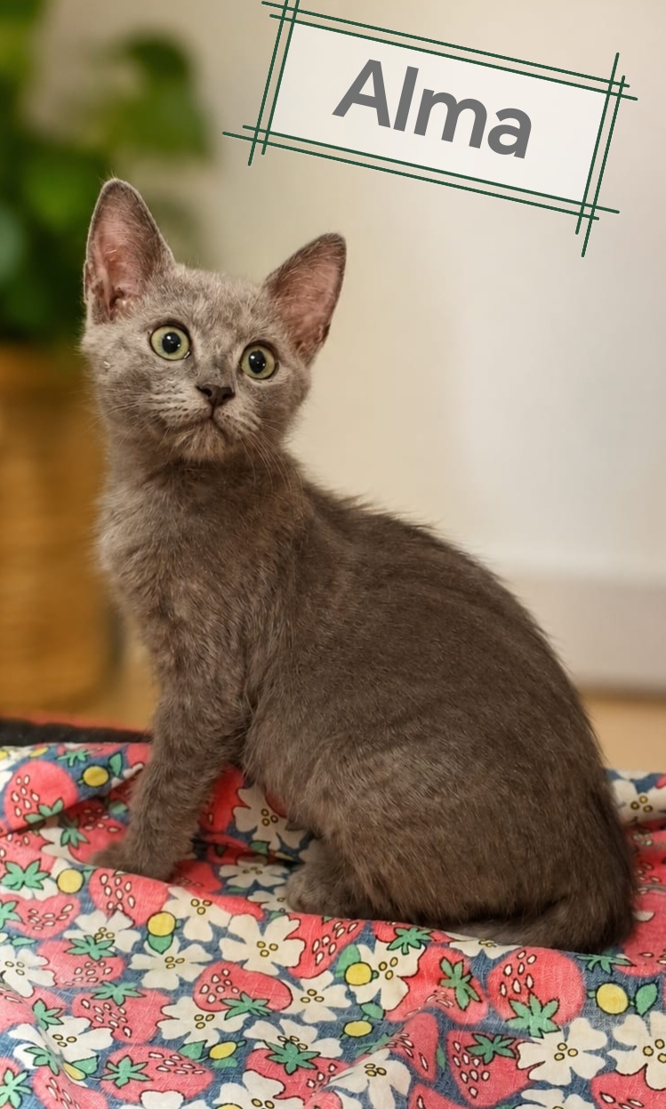 Foto 3 di Alma, gatto Simil Certosino in adozione