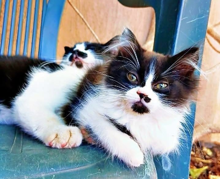 Oreo, gatto Gatto Europeo in adozione