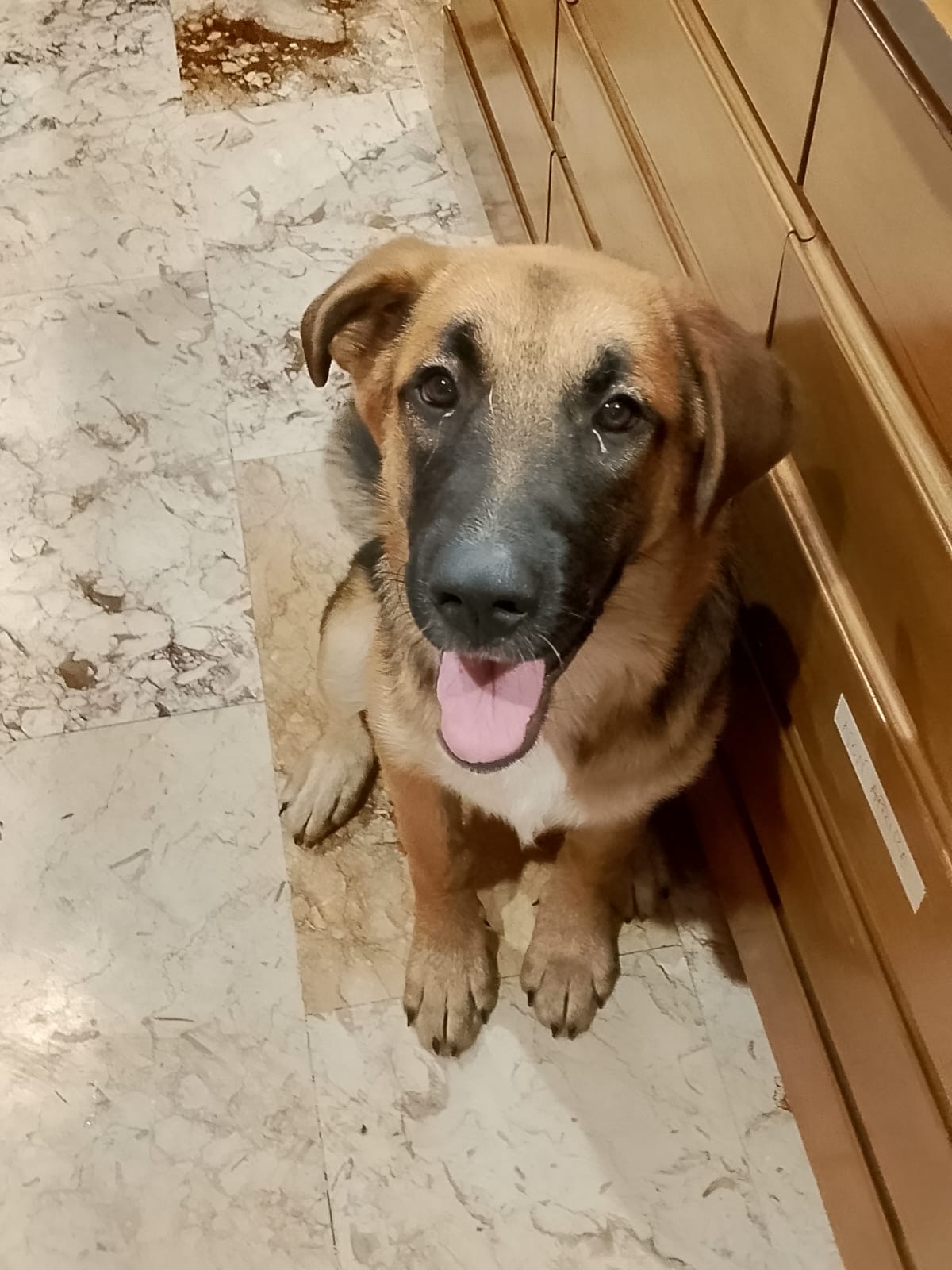 Foto 1 di SARABY, cane Simil Pastorina in adozione