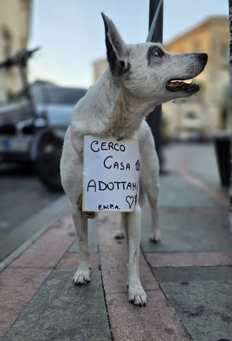 Bice, cane Meticcio in adozione a Salerno - foto 1