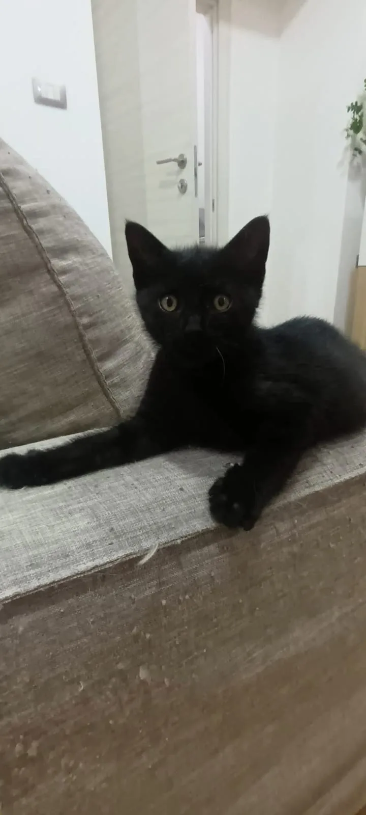 Eddie, gatto Europeo in adozione a Napoli - foto 2