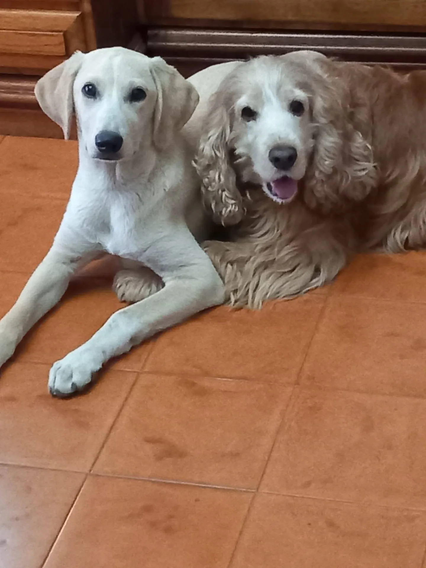 Priscilla, cane meticcio in adozione a Latina - foto 4