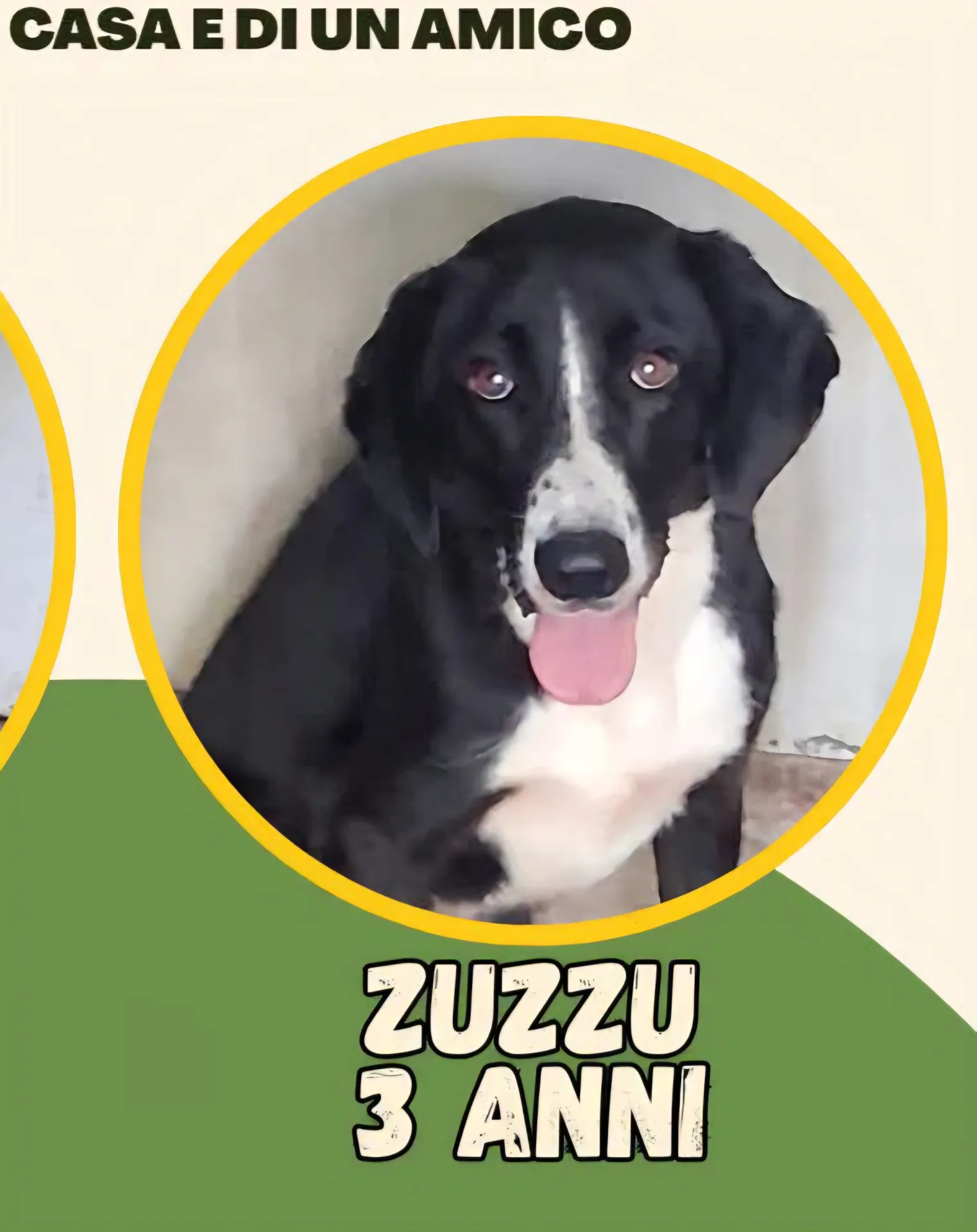 Zuzzu, cane Meticcio in adozione a Vibo Valentia
