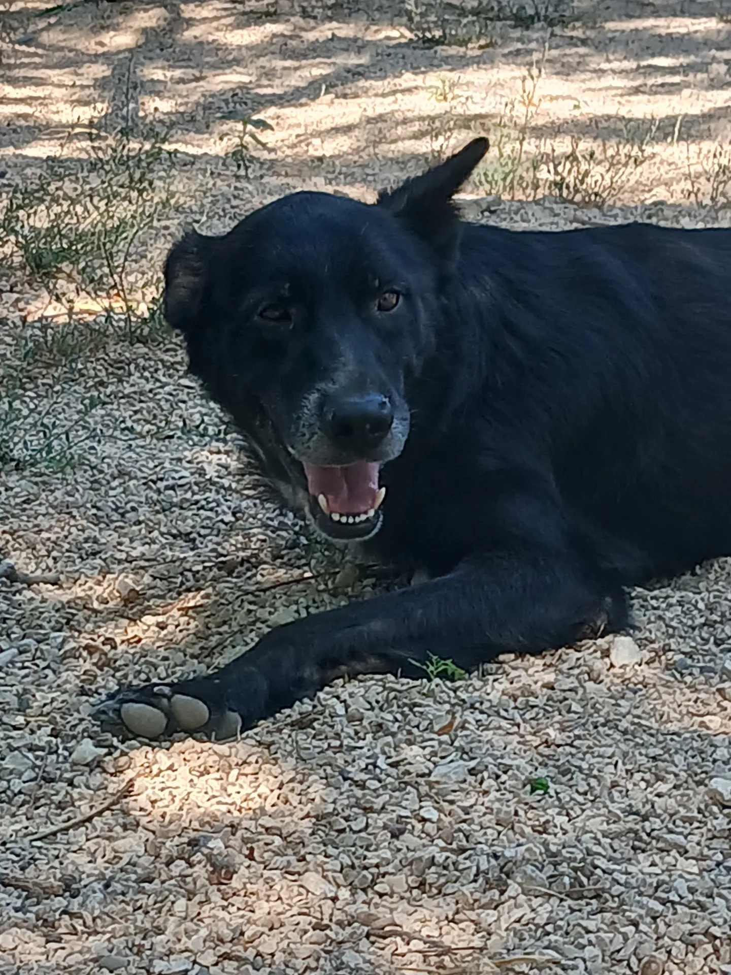 NOAH, cane Pastore in adozione a Taranto - foto 4