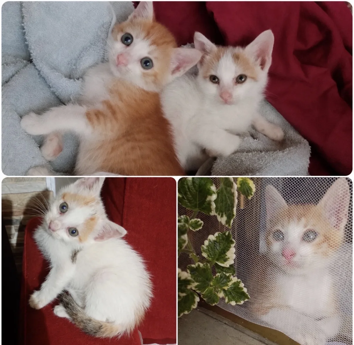 Ambra e Perla, gatto Europeo in adozione a Vibo Valentia - foto 1