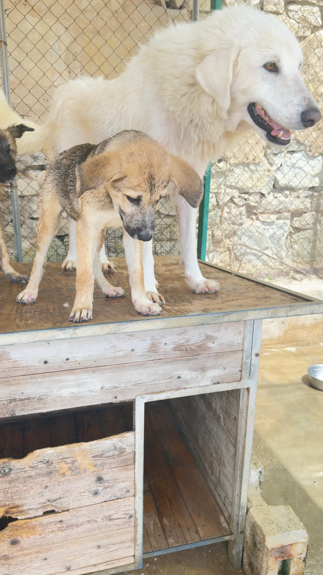 Lilla, cane Meticcio in adozione a Trapani - foto 2