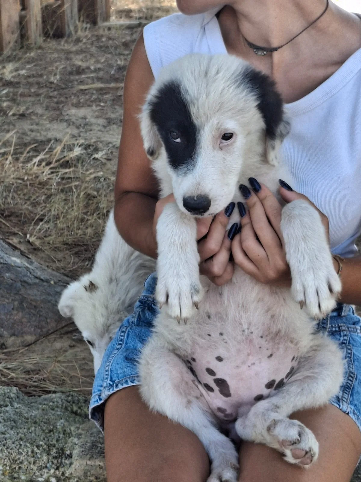 Brie, cane Meticcio in adozione a Crotone - foto 2