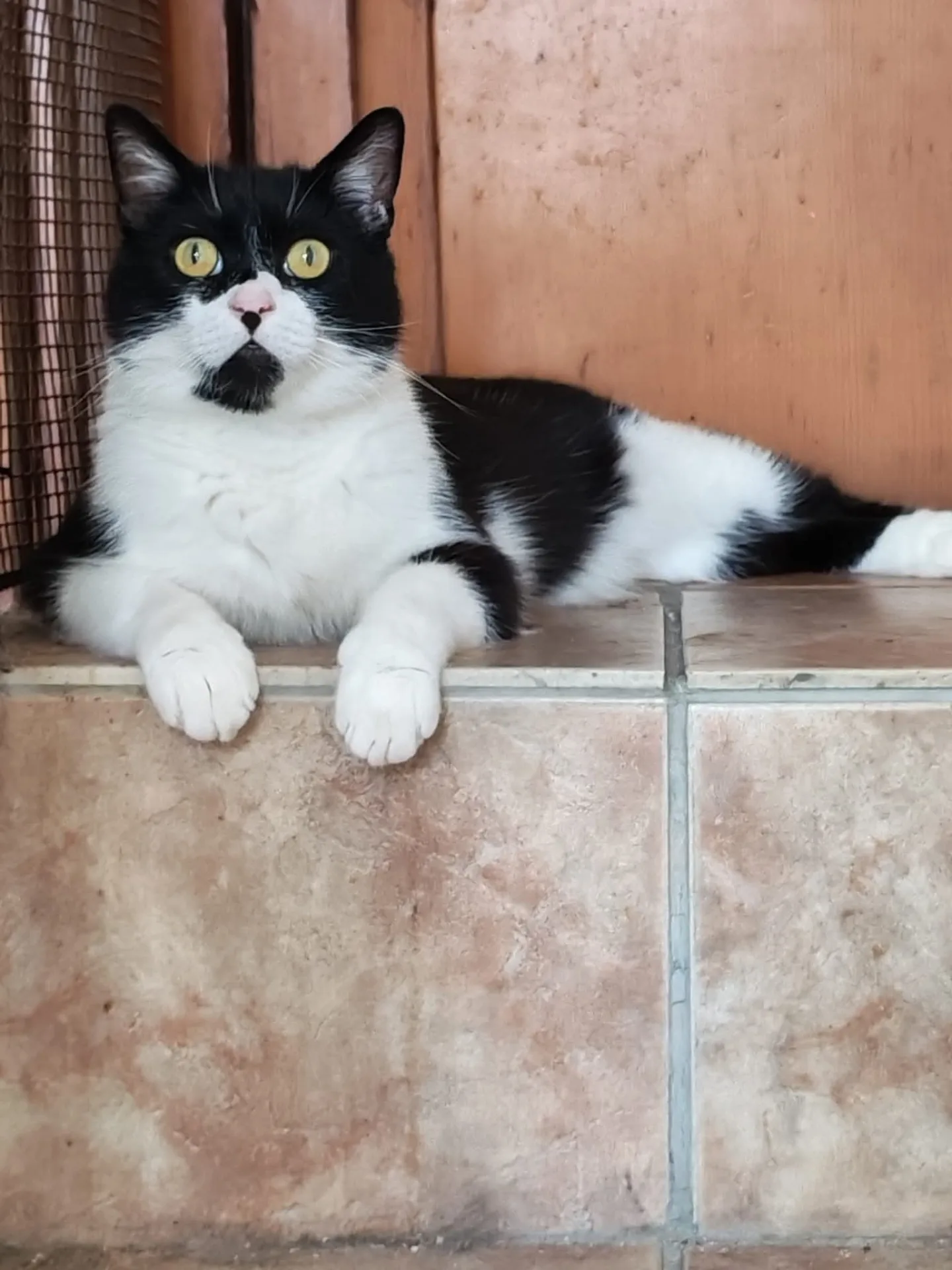 Zorro, gatto in adozione a Milano - foto 1