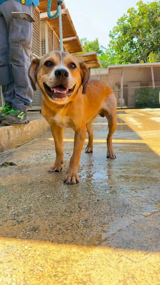 Achille, cane in adozione a Trapani - foto 4