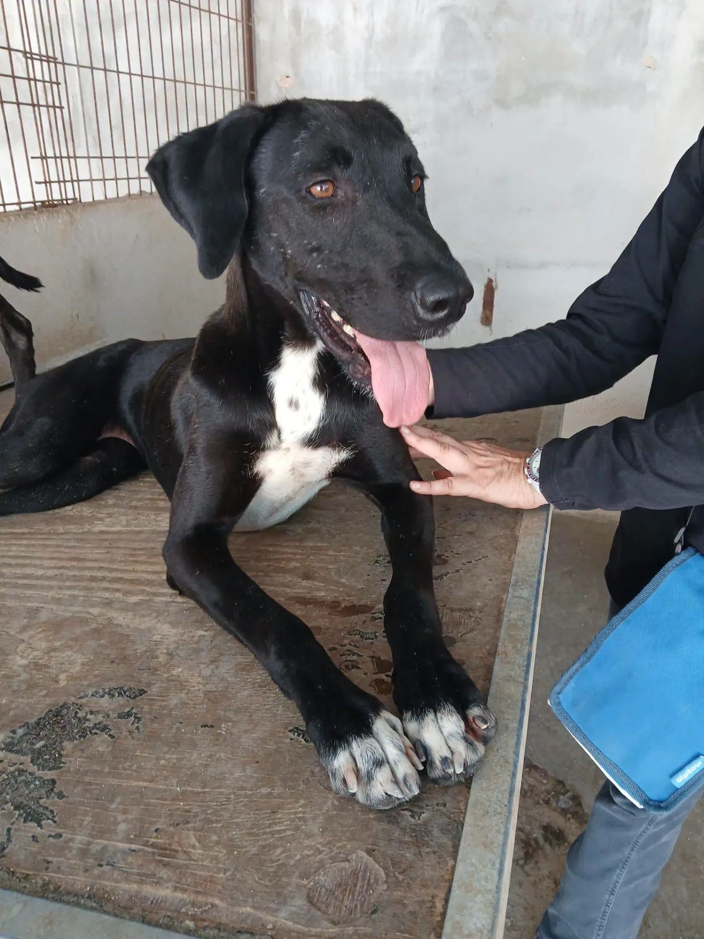 Harley, cane in adozione a Bari - foto 5