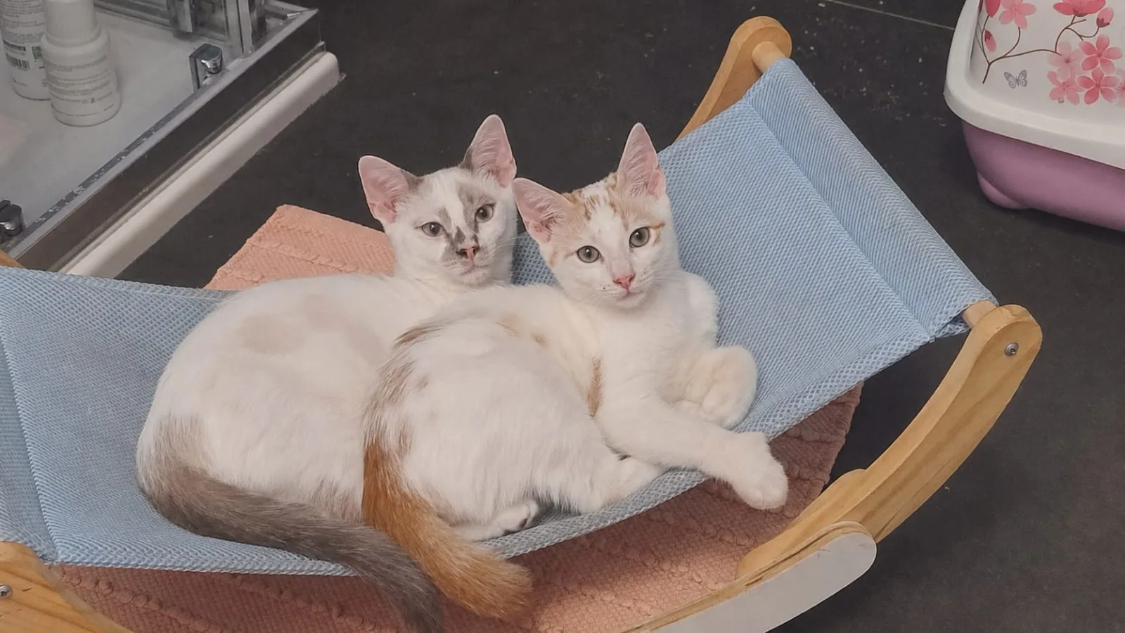 Matisse Suzanne e Monet, gatto Europeo in adozione a Milano - foto 1