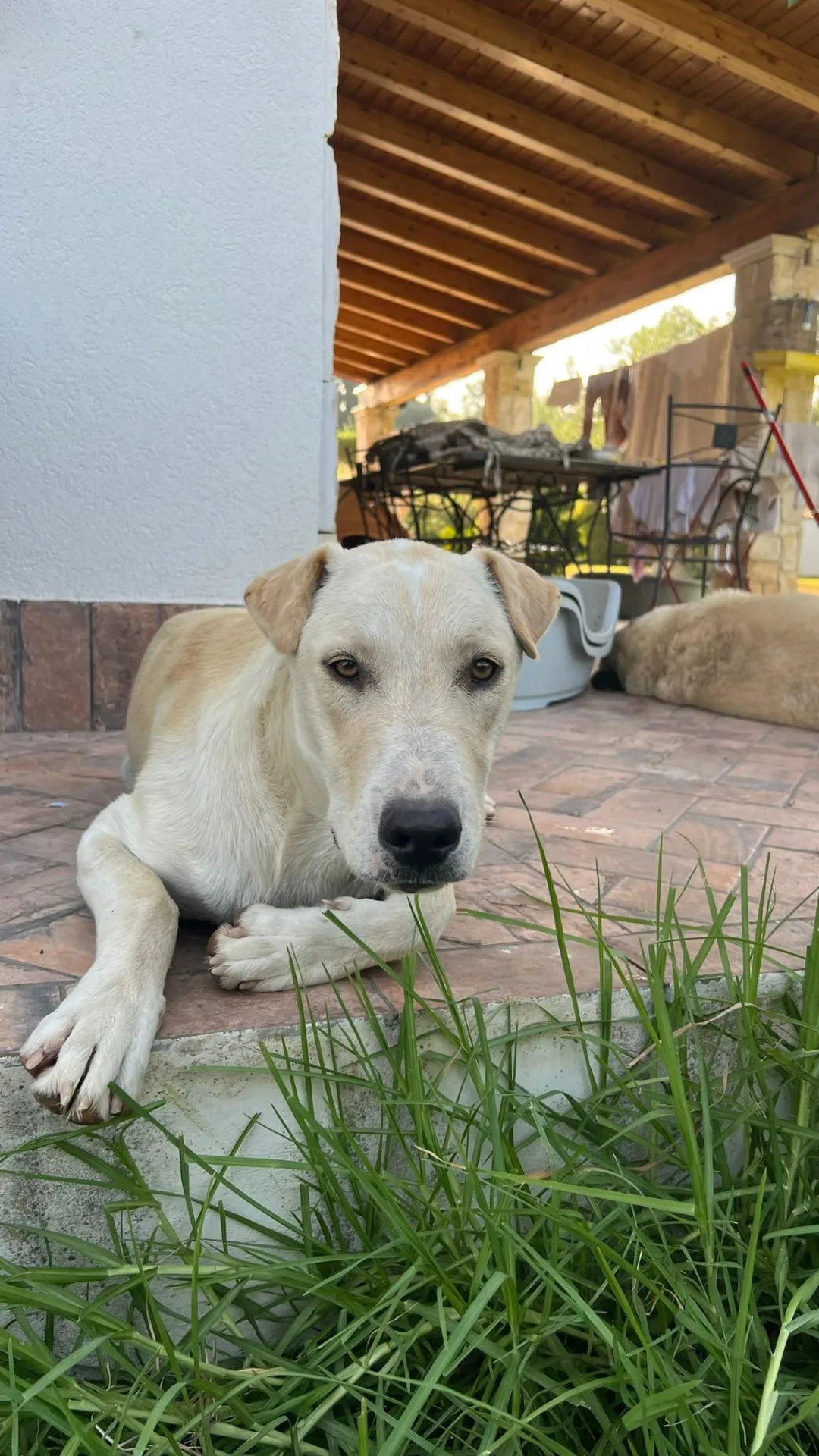 Giorgio, cane Meticcio in adozione a Siracusa - foto 2